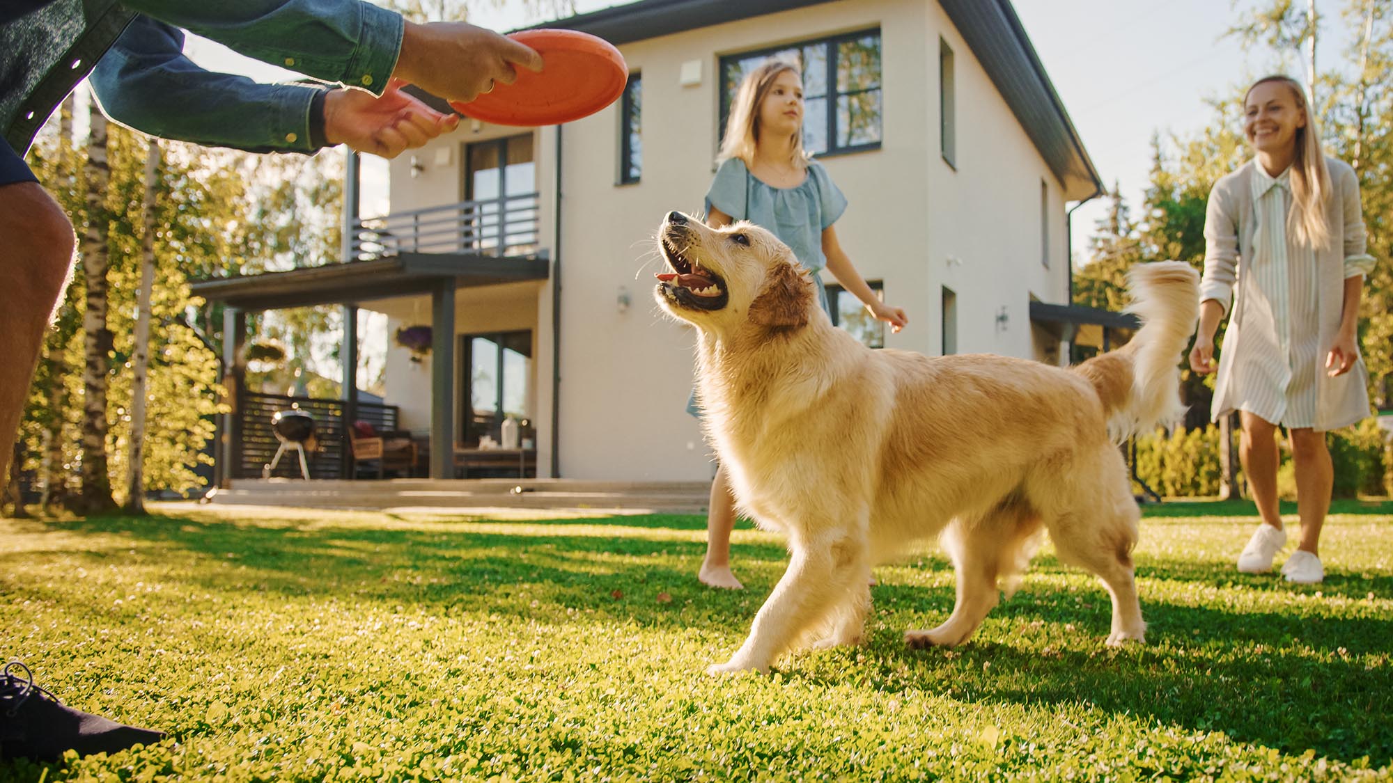 A Golden Retriever is an active dog breed that can be perfect for families who enjoy bonding activities outdoors.