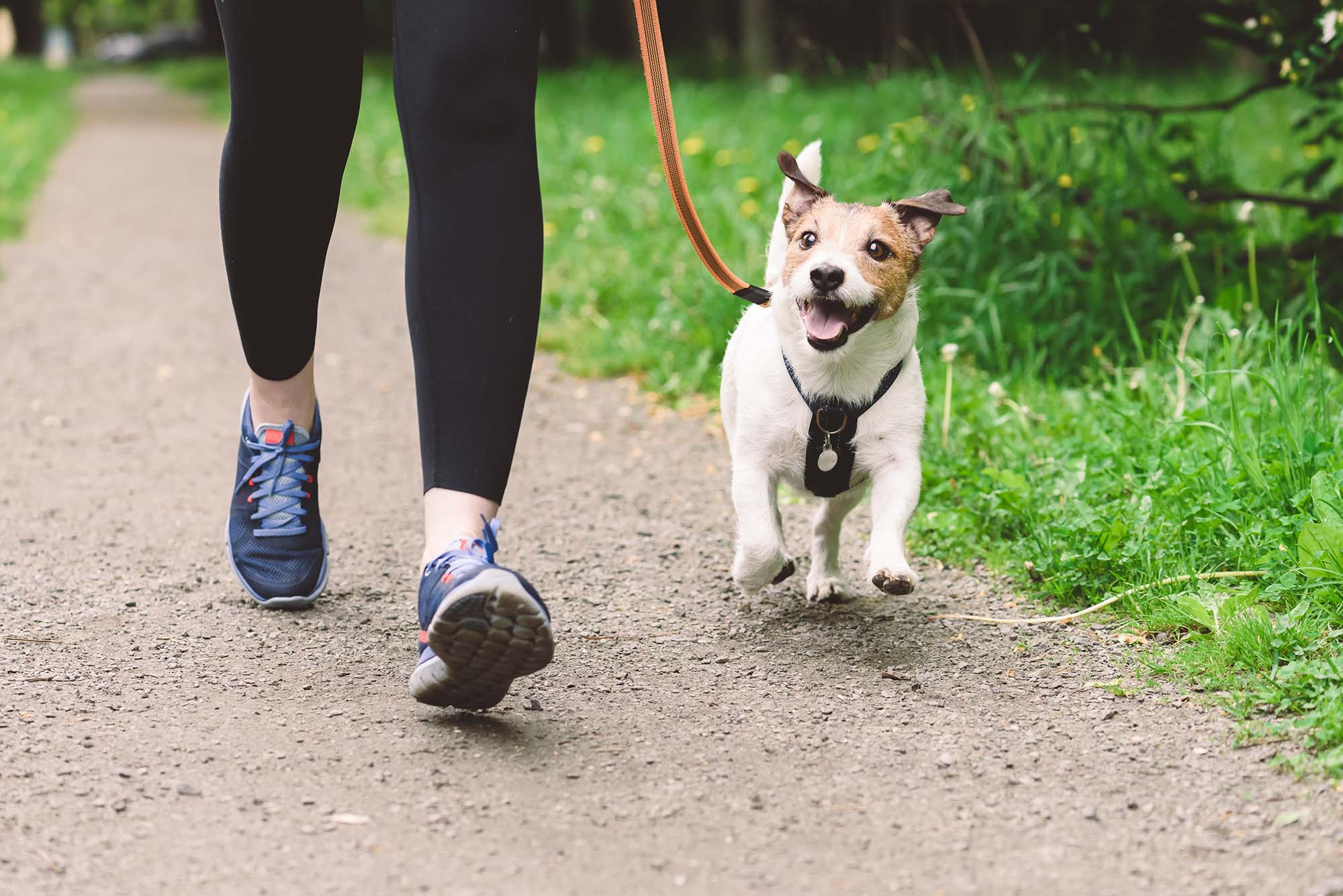 A happy, energetic dog running with owner.