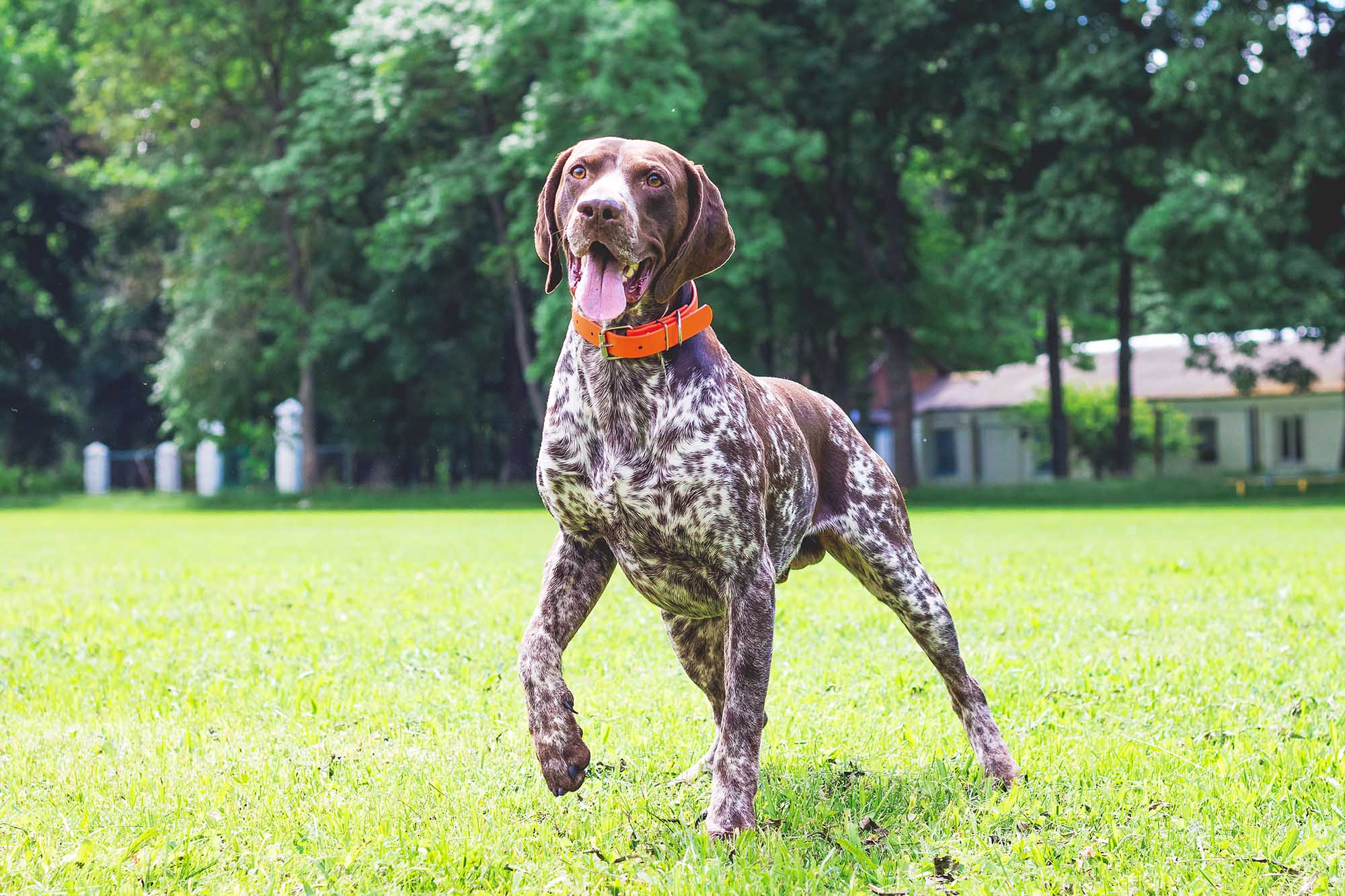 A German Shorthaired Pointer, a strong and active large dog, standing alert on a grassy field wearing an orange collar.