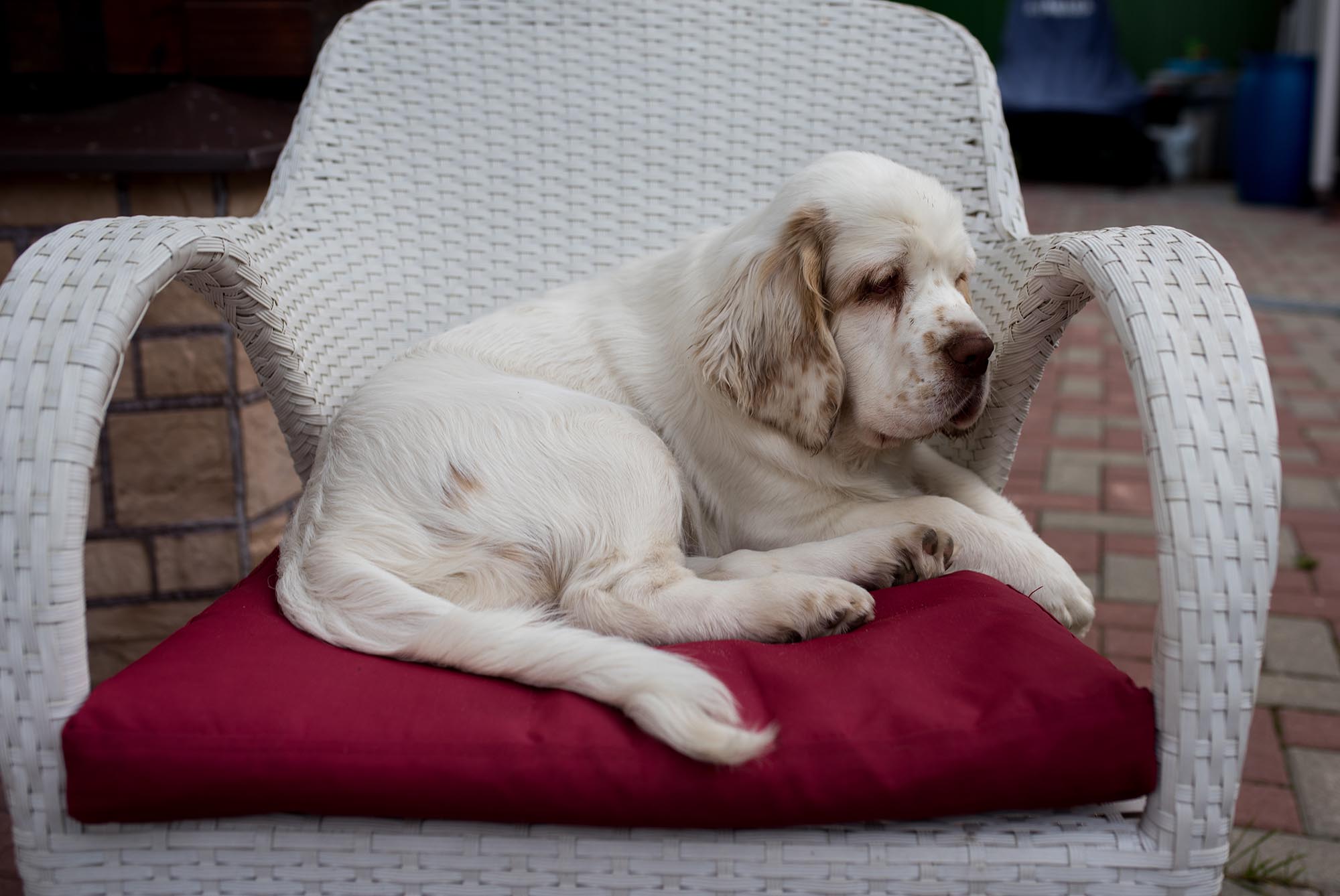 A Clumber Spaniel ,one of the best quiet dog breeds, cosily resting on a patio chair.