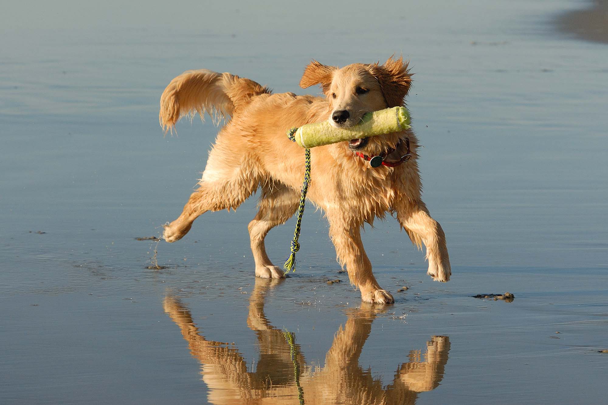 The Golden Retriever is happily splashing through the water while playing fetch with its owner.