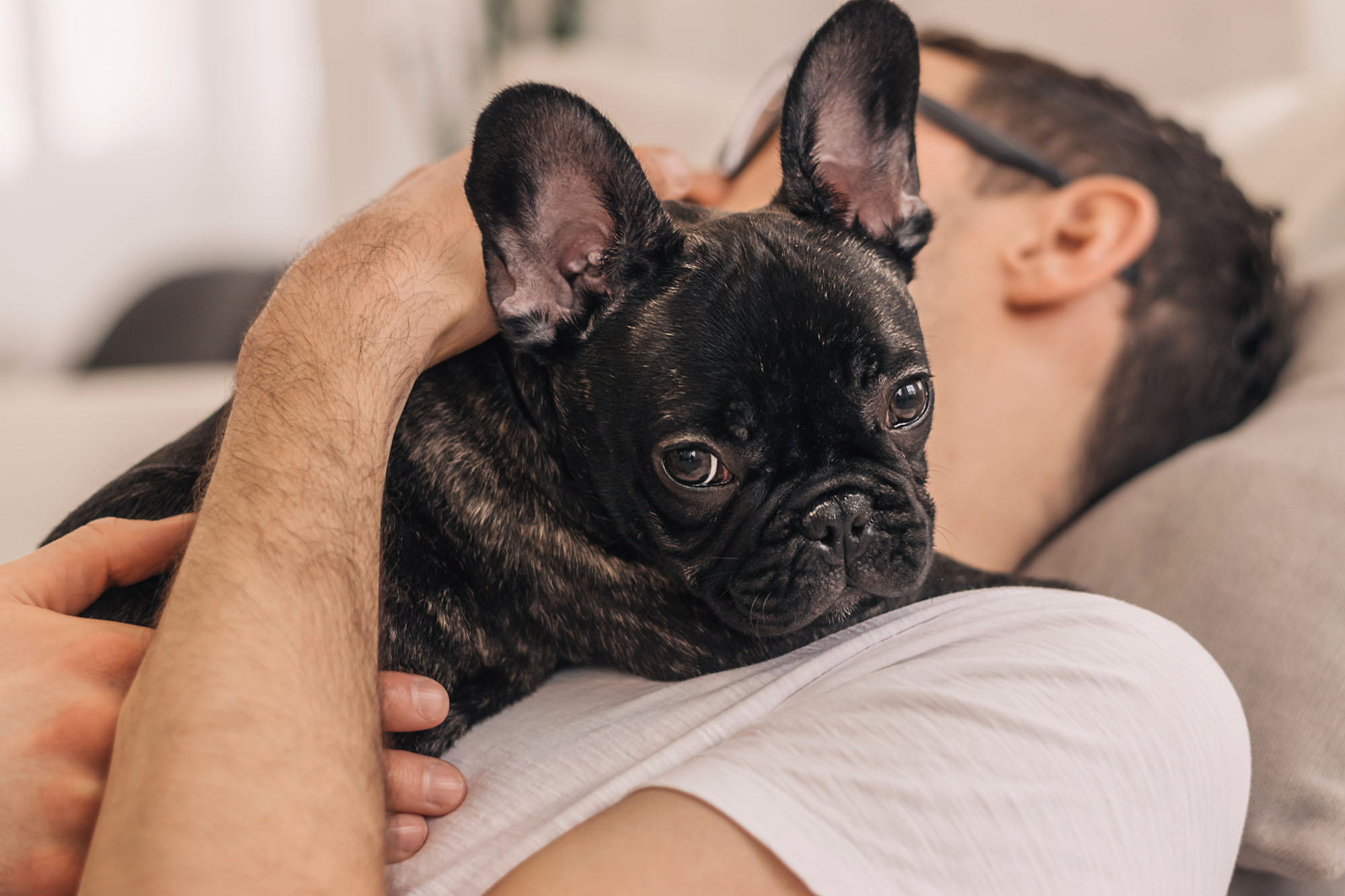 A French Bulldog resting on its owner's chest, enjoying a quiet and relaxed moment indoors.