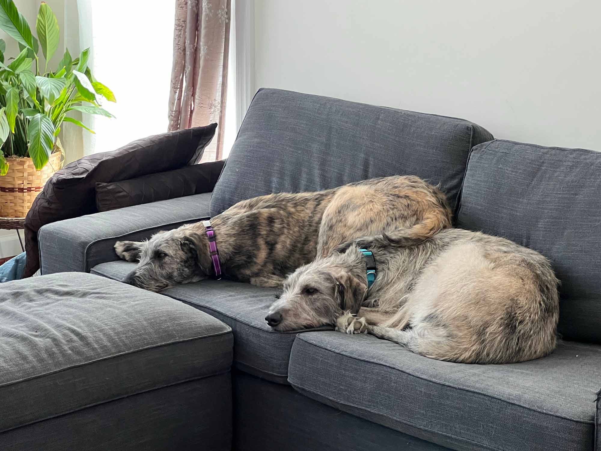 Two Irish Wolfhounds relaxing on living room sofas